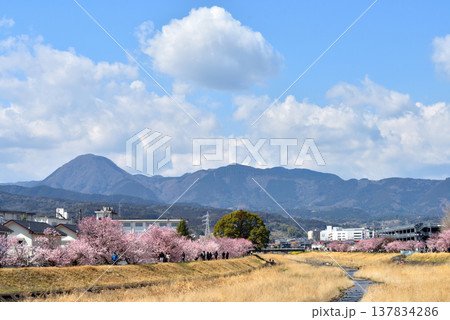 狩川両岸に咲く春めき桜とハイキングする人達 狩川両岸に咲く春めき桜とハイキングする人達 137834286