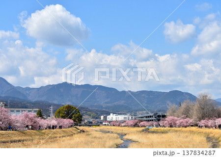 狩川両岸に咲く春めき桜とハイキングする人達 狩川両岸に咲く春めき桜とハイキングする人達 137834287