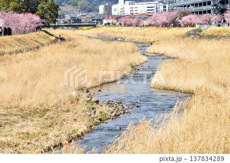 狩川両岸に咲く春めき桜とハイキングする人達 狩川両岸に咲く春めき桜とハイキングする人達 137834289