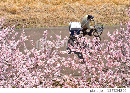 狩川両岸に咲く春めき桜の下を自転車で通る人 狩川両岸に咲く春めき桜の下を自転車で通る人 137834293