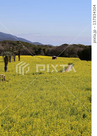 菜の花畑の風景 137834304