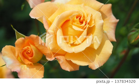 薔薇に魅せられて 薔薇に魅せられて 137834320