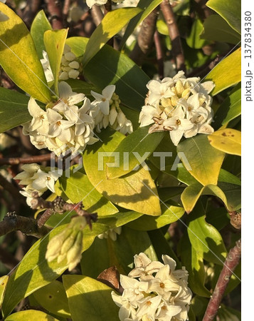 春の訪れを告げる花 春の訪れを告げる花 137834380