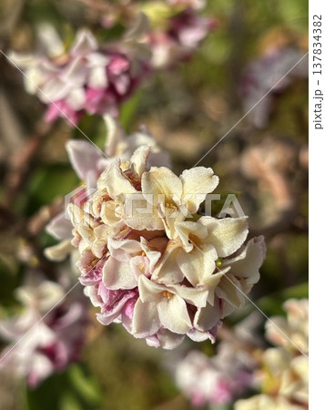 春の訪れを告げる花 137834382