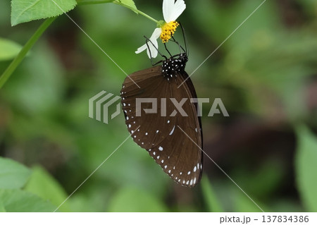 生き物　昆虫　マルバネルリマダラ、冬の石垣島。翅の外縁に並ぶ白点が特徴的、前翅中程にも白斑があります 137834386
