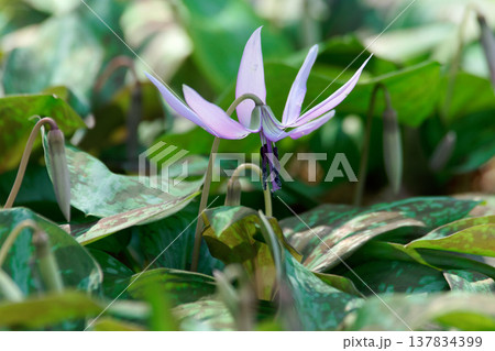 早春の落葉樹林を飾る植物ユリ科カタクリの花 早春の落葉樹林を飾る植物ユリ科カタクリの花 137834399