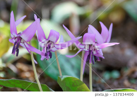 早春の落葉樹林を飾る植物ユリ科カタクリの花 137834400