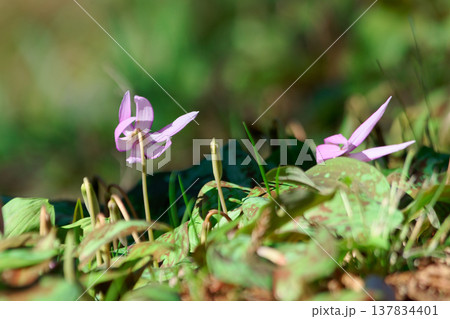 早春の落葉樹林を飾る植物ユリ科カタクリの花 137834401