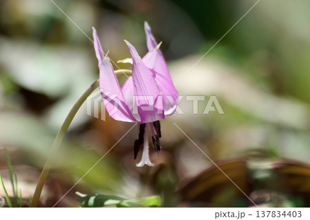早春の落葉樹林を飾る植物ユリ科カタクリの花 137834403