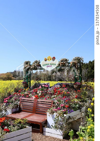 菜の花畑にベンチある風景 菜の花畑にベンチある風景 137834508