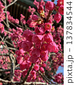 梅の花 137834544