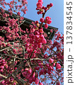 梅の花 137834545