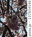 桜満開 137834546