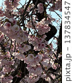 桜満開 137834547