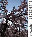 桜満開 137834548