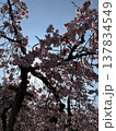 桜満開 137834549