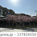 桜満開 137834550