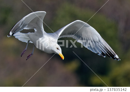 降下体制のセグロカモメ 降下体制のセグロカモメ 137835142