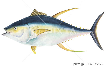Yellowfin tuna (Thunnus albacares) watercolor illustration of isolated on a white background. Raw hand drawn tuna for printing, scrapbooking, cooking Yellowfin tuna (Thunnus albacares) watercolor illustration of isolated on a white background. Raw hand drawn tuna for printing, scrapbooking, cooking 137835422