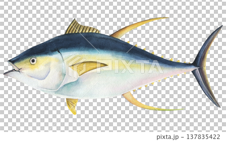 Yellowfin tuna (Thunnus albacares) watercolor illustration of isolated on a white background. Raw hand drawn tuna for printing, scrapbooking, cooking Yellowfin tuna (Thunnus albacares) watercolor illustration of isolated on a white background. Raw hand drawn tuna for printing, scrapbooking, cooking 137835422