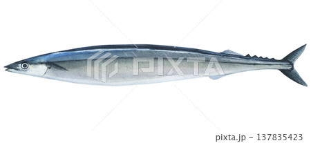 Saury (Cololabis saira) watercolor illustration of isolated on a white background. Hand-drawn illustration of raw saury. For printing, scrapbooking and typography, cooking 137835423