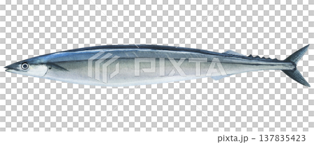 Saury (Cololabis saira) watercolor illustration of isolated on a white background. Hand-drawn illustration of raw saury. For printing, scrapbooking and typography, cooking 137835423