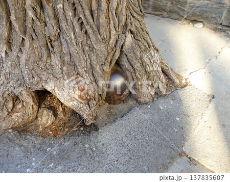 ケベック・シティの旧市街にある「木に飲み込まれた砲弾」 137835607