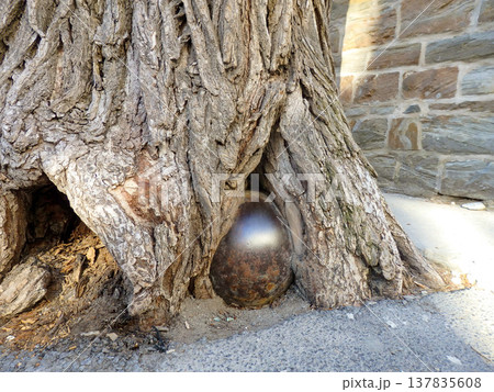 ケベック・シティの旧市街にある「木に飲み込まれた砲弾」 137835608