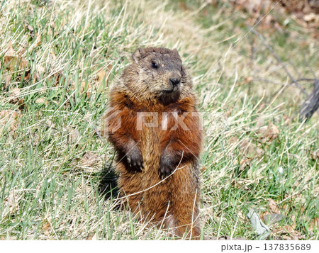 カナダ・ケベックシティの公園にいたマーモット 137835689