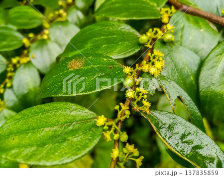 Ziziphus oenoplia, jackal jujube 137835859