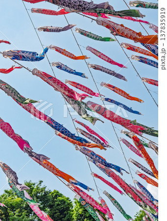 たくさんの鯉のぼりの集団 137835919