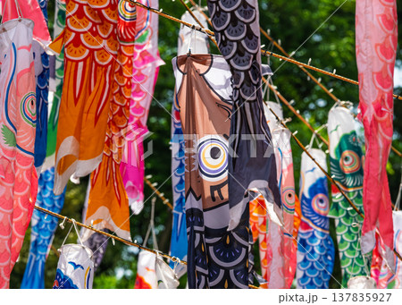 たくさんの鯉のぼりの集団 たくさんの鯉のぼりの集団 137835927
