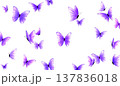美しい紫色の蝶たちの背景素材 137836018