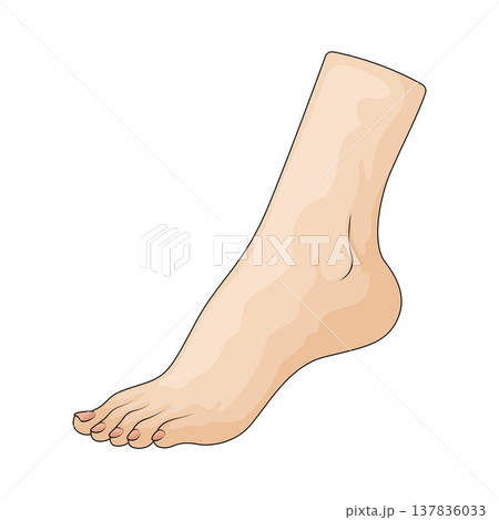 Illustration of Foot 137836033