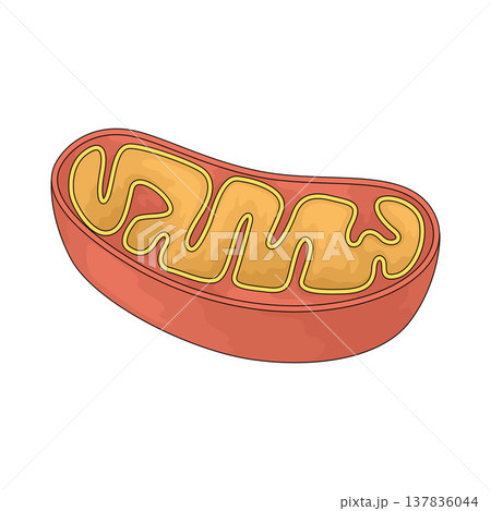 Illustration of Mitochondria Illustration of Mitochondria 137836044