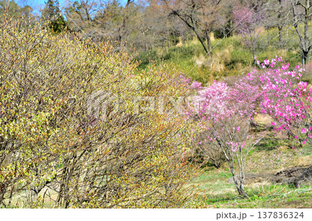 アカヤシオ ドウダンツツジ 赤城麓 群馬県前橋市 アカヤシオ ドウダンツツジ 赤城麓 群馬県前橋市 137836324