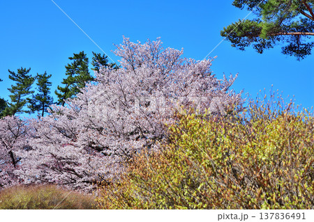 桜 ドウダンツツジ アカヤシオの丘 赤城麓 群馬県前橋市 桜 ドウダンツツジ アカヤシオの丘 赤城麓 群馬県前橋市 137836491