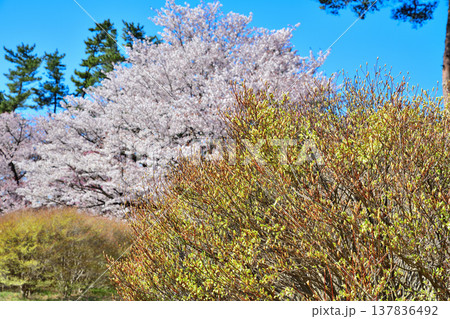 桜　ドウダンツツジ　アカヤシオの丘　赤城麓　群馬県前橋市　　　　 137836492