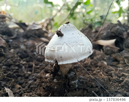 Indian natural edible mushroom grow in naturally Indian natural edible mushroom grow in naturally 137836496