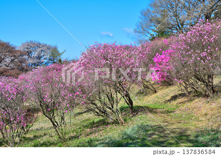群生するアカヤシオ　赤城麓　群馬県前橋市　　　　 137836584