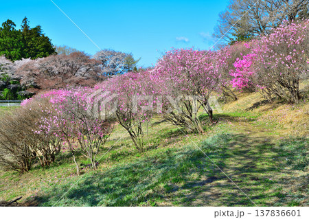 群生するアカヤシオ　赤城麓　群馬県前橋市　　　　 137836601