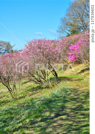 群生するアカヤシオ　赤城麓　群馬県前橋市　　　　 137836602