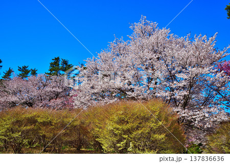 桜 ドウダンツツジ アカヤシオの丘 赤城麓 群馬県前橋市 桜 ドウダンツツジ アカヤシオの丘 赤城麓 群馬県前橋市 137836636