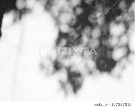 Leaves of Tree Shadow and Bokeh on White Concrete Wall Background 137837016