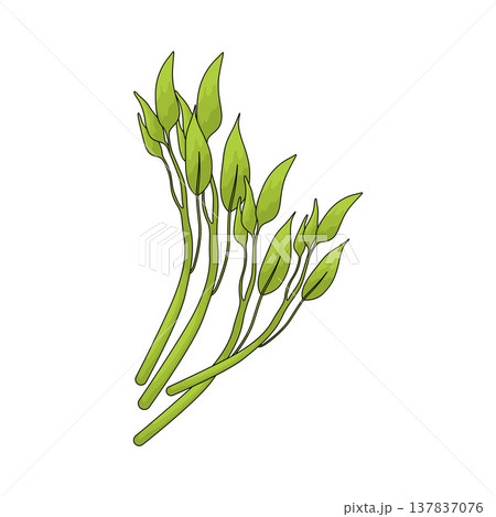 Illustration of Water Spinach Illustration of Water Spinach 137837076