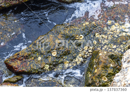 Rocky Urca Beach mussels shells clear water waves rocks Brazil. 137837360