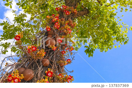Cannonball tree Shorea Robusta with flower and brown fruits Brazil. 137837369