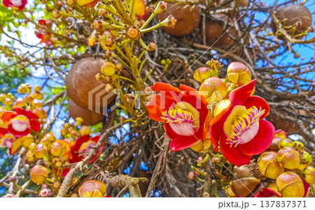 Cannonball tree Shorea Robusta with flower and brown fruits Brazil. 137837371