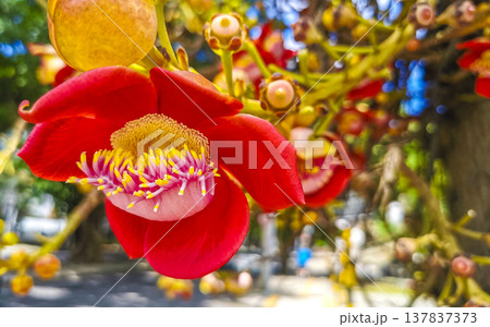 Cannonball tree Shorea Robusta with flower and brown fruits Brazil. 137837373