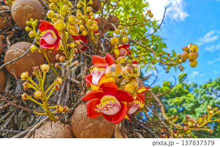 Cannonball tree Shorea Robusta with flower and brown fruits Brazil. 137837379